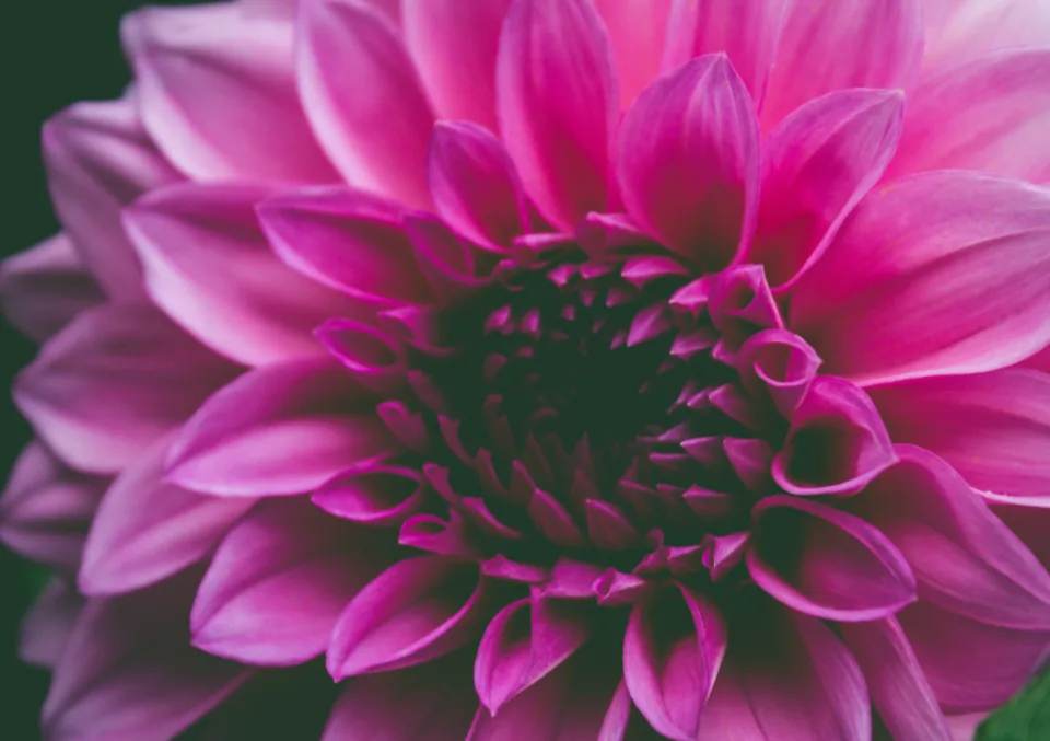 Floristería Tabaiba