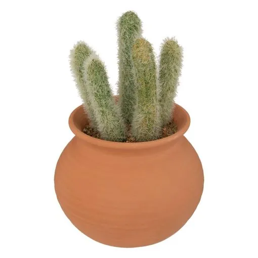 cactus en maceta de terracota alicante h165cm