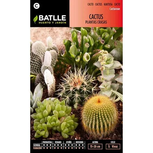 semillas de cactus plantas crasas variadas